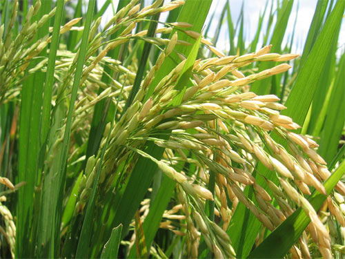 Reformas tributarias ponen en riesgo producción de arroz para el año 2019. Foto: Tomada de internet.