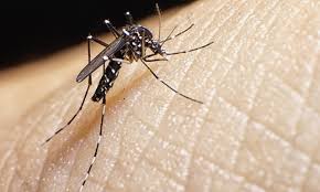 Aumentan casos de dengue en Nicaragua. Foto: Tomada de la web
