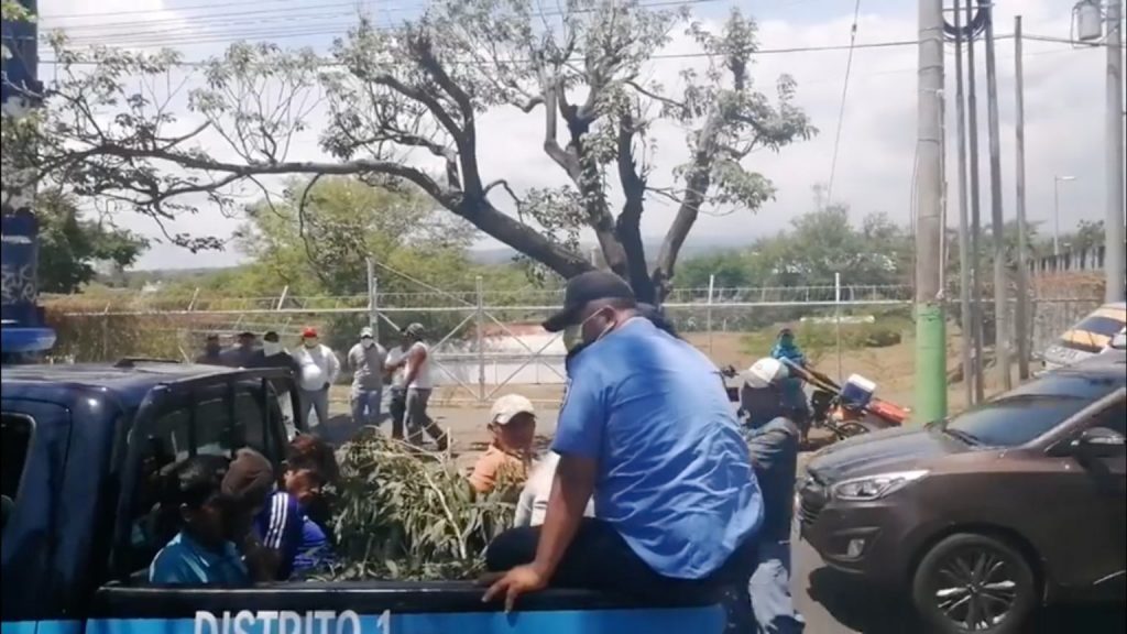Policías al detener ilegalmente a vendedores de hojas de eucalipto: «Aquí en Nicaragua no existe el coronavirus»