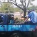 Policías llevándose a los ciudadanos vendedores de hojas de eucalipto junto con las ramas de los árboles