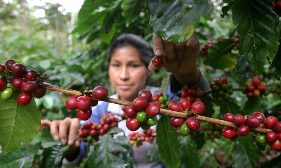 Cafetaleros proyectan producir más de 3 millones de quintales. Foto: EFE.