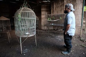 Centros de rescate de animales: qué puede aprender Nicaragua de la experiencia de Costa Rica