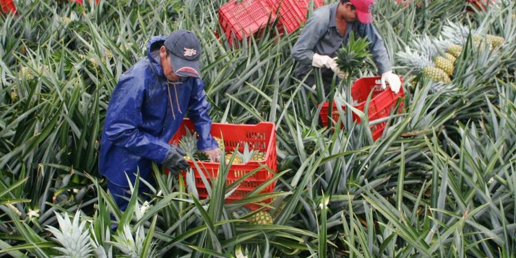 Costa Rica renueva plan para ingreso de trabajadores agrícolas nicaragüenses