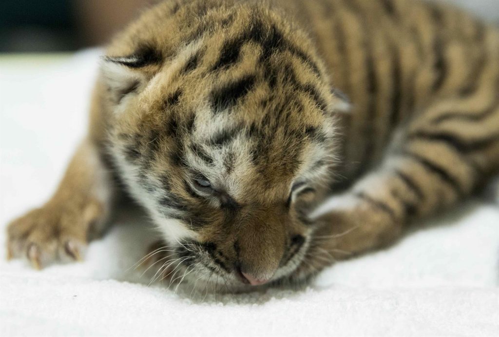 Zoológico de Nicaragua presenta una tigresa de Bengala nacida en cautiverio