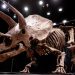 Compran esqueleto de dinosaurio por 7,6 millones de dólares