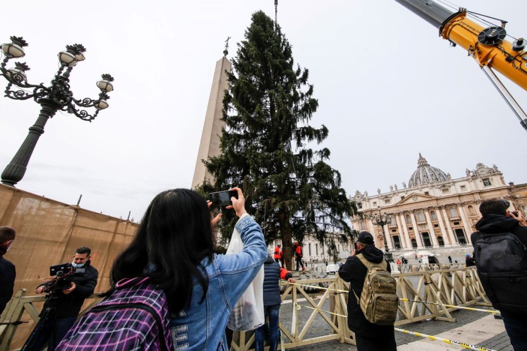 Cortan un árbol de 113 años para decorar la navidad en el Vaticano