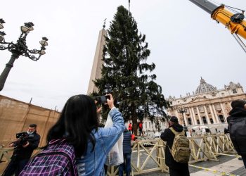 Cortan un árbol de 113 años para decorar la navidad en el Vaticano