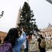 Cortan un árbol de 113 años para decorar la navidad en el Vaticano