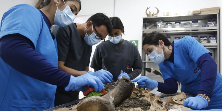 Exhuman en Colombia los restos de uno de los elefantes más longevos del mundo. Foto: Artículo 66 / EFE