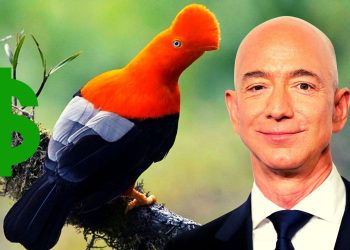 Bezos dona 12 millones de dólares a la protección de las aves en los Andes tropicales