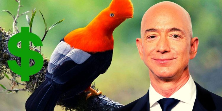 Bezos dona 12 millones de dólares a la protección de las aves en los Andes tropicales