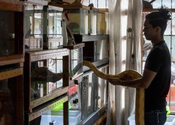 El coleccionista de animales exóticos Jose Delgadillo introduce una pitón reticulada albina (Malayopython Reticulatus) a su terrario, en su casa en la ciudad de Matagalpa (Nicaragua). EFE/Jorge Torres