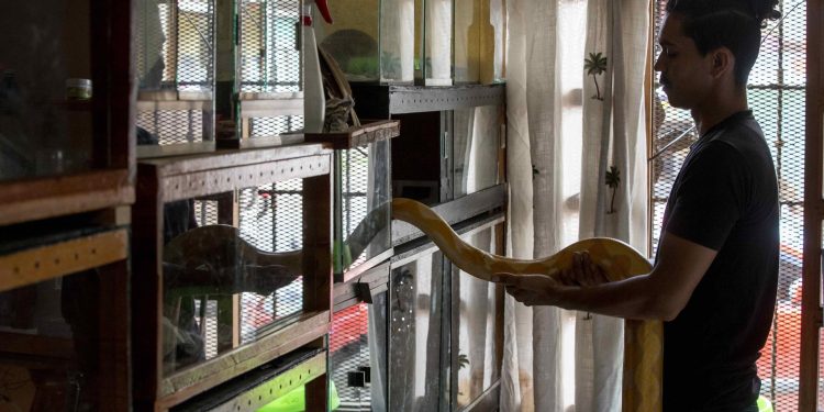 El coleccionista de animales exóticos Jose Delgadillo introduce una pitón reticulada albina (Malayopython Reticulatus) a su terrario, en su casa en la ciudad de Matagalpa (Nicaragua). EFE/Jorge Torres