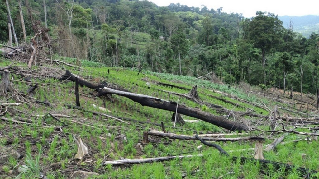 Régimen levanta veda forestal del pino en áreas protegidas
