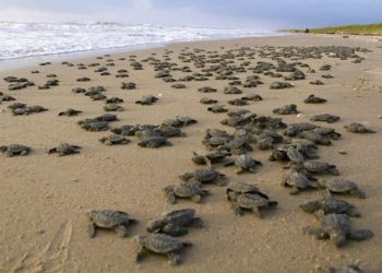 Liberan 439 tortugas marinas en refugio de vida silvestre Chacocente, Carazo