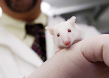 Científicos logran revertir el envejecimiento en ratones