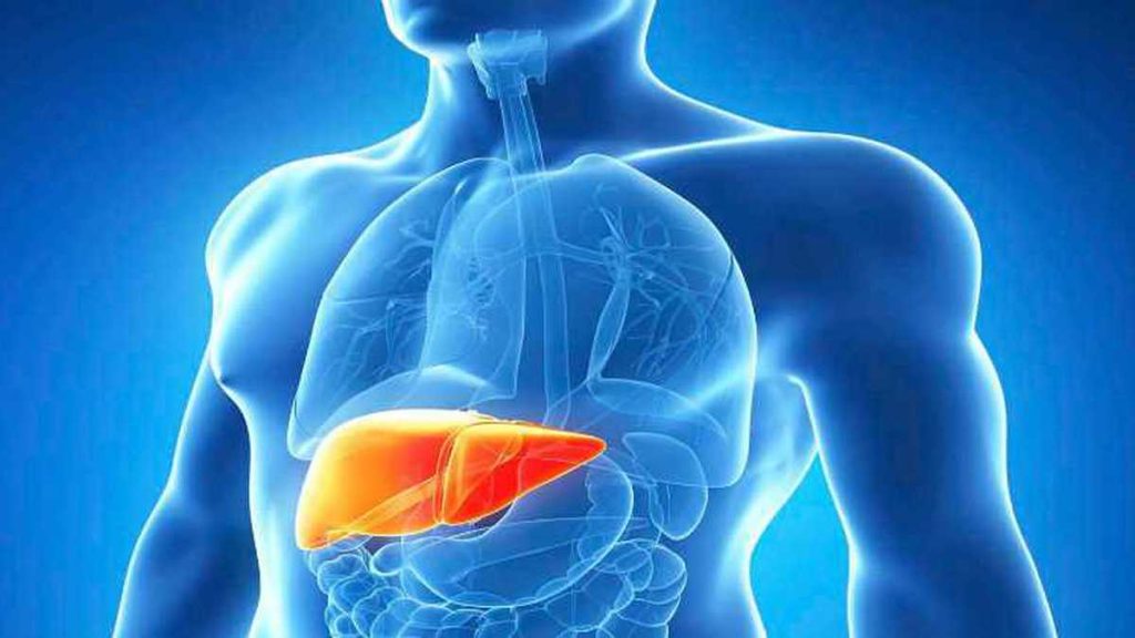 Científicos logran que células del hígado se regeneren y reparen el tejido más rápido