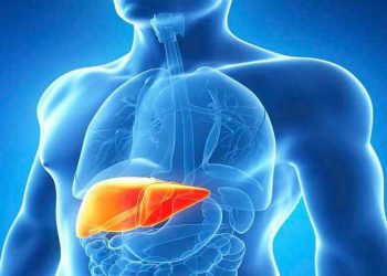 Científicos logran que células del hígado se regeneren y reparen el tejido más rápido