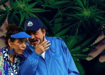 Legalización de la marihuana podría crear un «cartel gubernamental» en Nicaragua