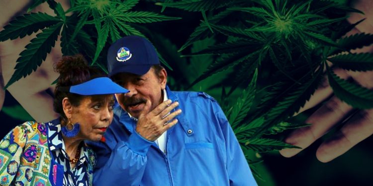 Legalización de la marihuana podría crear un «cartel gubernamental» en Nicaragua
