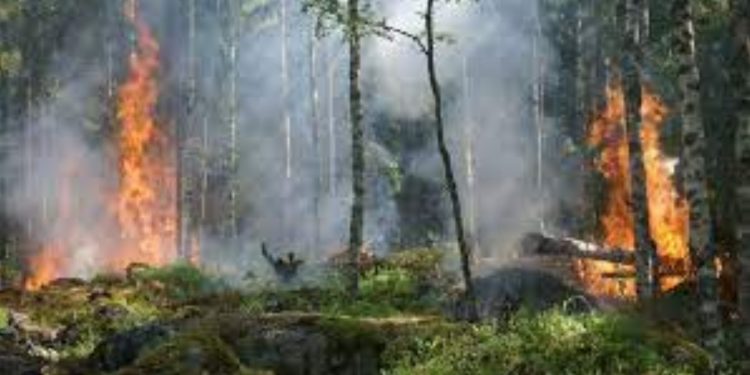 34 áreas protegidas afectadas por incendios en Nicaragua