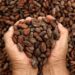 España capacita en producción y comercio de cacao a Nicaragua