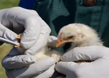EEUU detecta en Colorado un caso de contagio humano con la gripe aviar