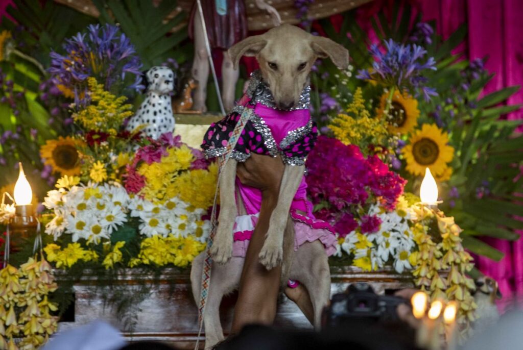 Devotos de San Lázaro pagan promesas junto a sus mascotas en Masaya