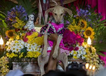 Devotos de San Lázaro pagan promesas junto a sus mascotas en Masaya