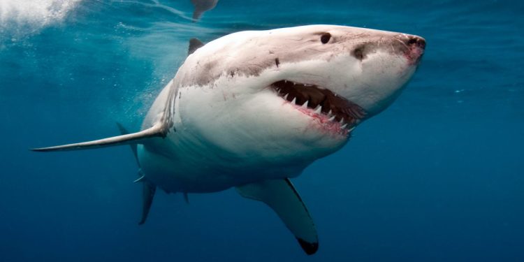 Advierten de un gigantesco tiburón blanco en las playas del Atlántico en EEUU