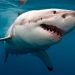 Advierten de un gigantesco tiburón blanco en las playas del Atlántico en EEUU
