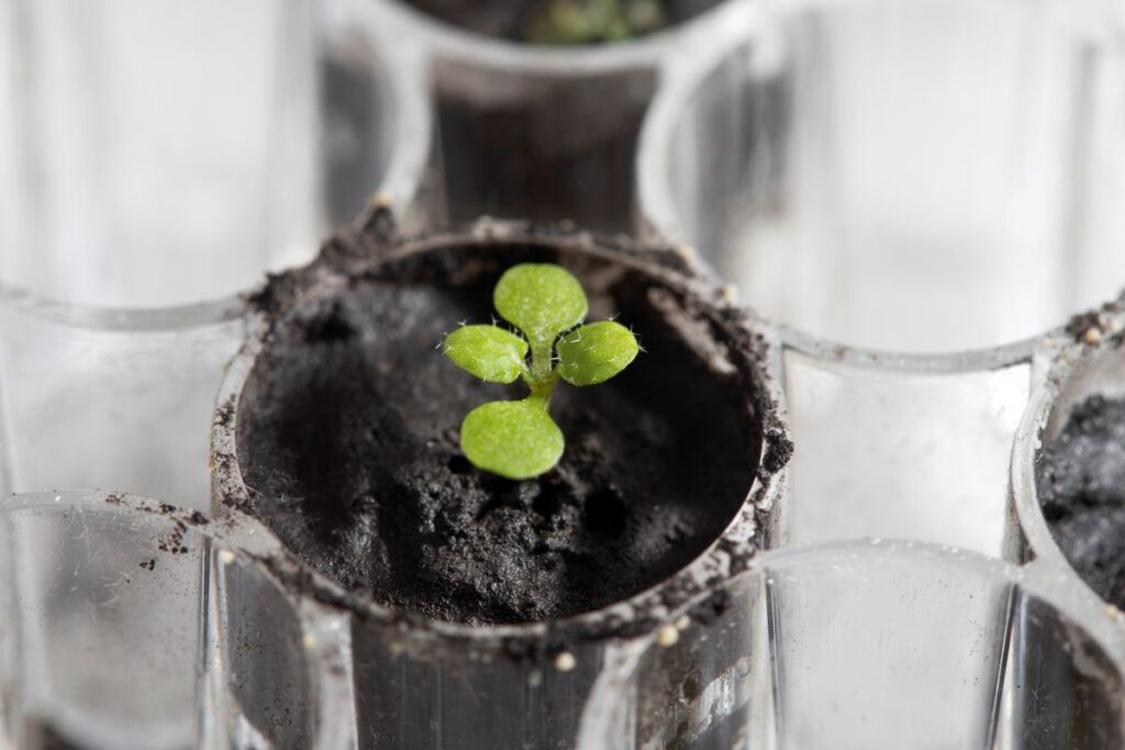 Científicos creen que pronto habrán granjas en la Luna y las verduras tendrán un sabor parecido a la Tierra