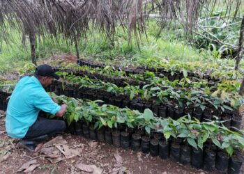 Campesino nicaragüense destaca en siembra del cacao y ve resultados