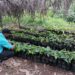 Campesino nicaragüense destaca en siembra del cacao y ve resultados