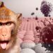 Alerta mundial por aparición de casos de la viruela del mono en Europa y EEUU