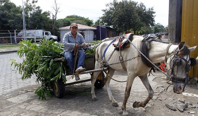 Nicaragua ahora cuenta con un refugio para caballos de carga maltratados