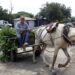 Nicaragua ahora cuenta con un refugio para caballos de carga maltratados