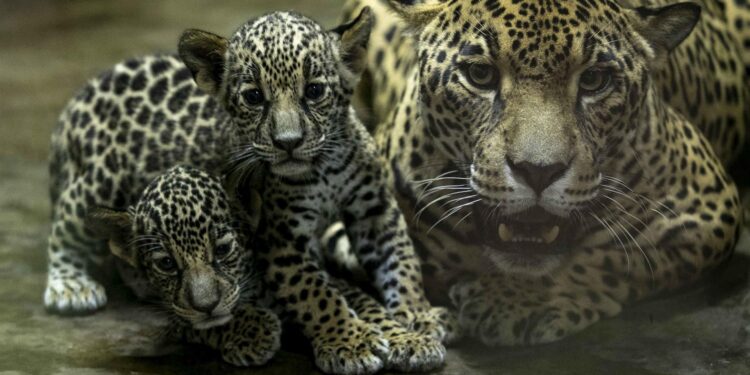 Dos jaguares en peligro de extinción nacen en Zoológico de Nicaragua