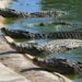 Una mujer murió en Florida al caer a un estanque lleno de cocodrilos
