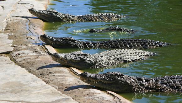 Una mujer murió en Florida al caer a un estanque lleno de cocodrilos