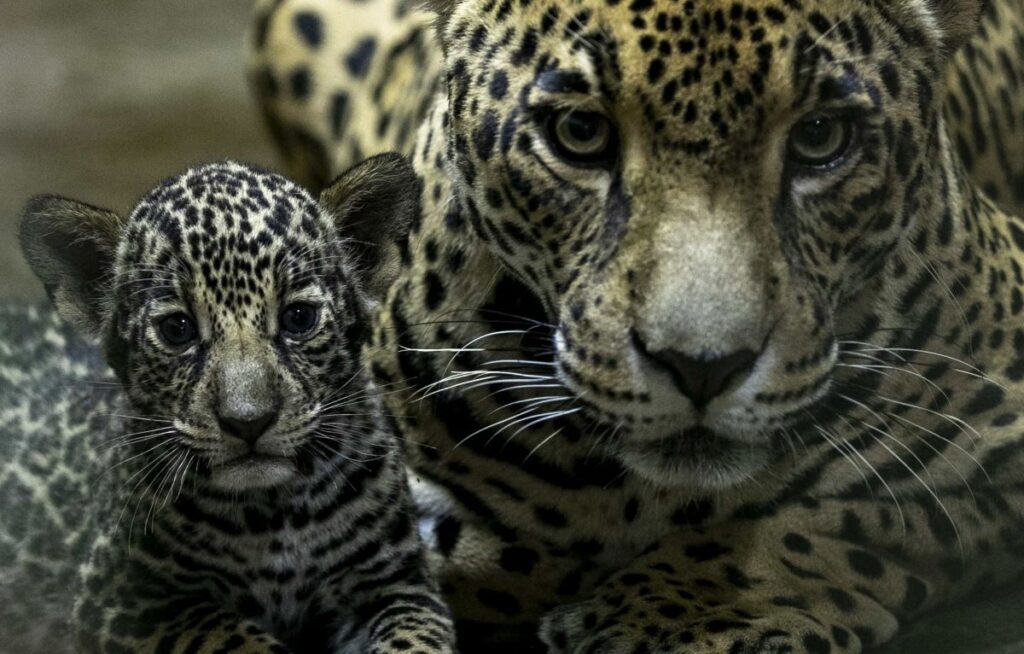 Dos jaguares en peligro de extinción nacen en Zoológico de Nicaragua