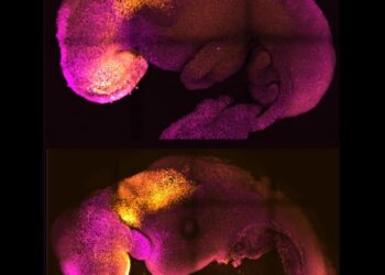 Científicos logran crean un embrión artificial con corazón y cerebro