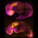 Científicos logran crean un embrión artificial con corazón y cerebro