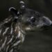Nacen dos dantos en zoológico de Nicaragua, especie en peligro de extinción