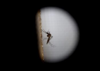 Científicos liberan con drones zancudos con una bacteria para no transmitir dengue