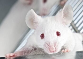 Científicos chinos crean al primer ratón del mundo con cromosomas diseñados por humanos