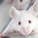 Científicos chinos crean al primer ratón del mundo con cromosomas diseñados por humanos