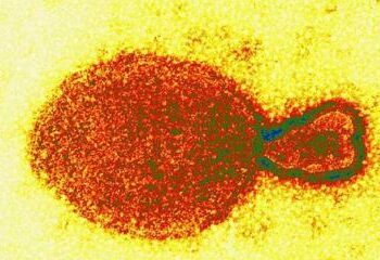 Aparece nuevo virus en China, conoce aquí lo que se sabe del Henipavirus