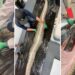 Encuentran un caimán de 1,5 metros dentro de una pitón en Florida
