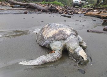 Fotografía cedida por el Ministerio de Ambiente de Panamá que muestra una de las tortugas encontradas muertas en la zona del Pacífico panameño. Al menos 151 tortugas muertas fueron halladas en playas del Pacífico de Panamá por causas aún desconocidas durante los pasados meses de septiembre y octubre, informaron las autoridades medioambientales del país centroamericano. EFE
